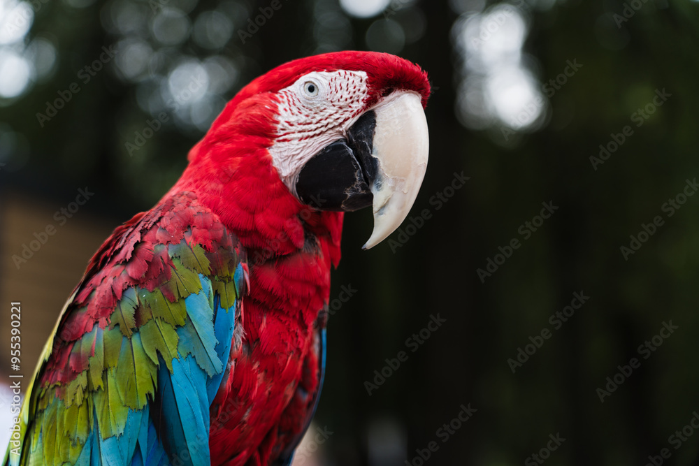 A red, bright macaw parrot in the Chelyuskintsev Children's Park in Minsk A red, bright macaw parrot in the Chelyuskintsev Children's Park in Minsk