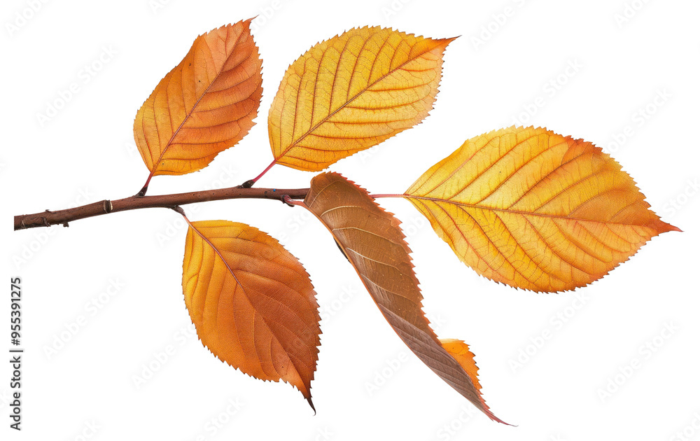 PNG Autumn tree plant leaf. PNG Autumn tree plant leaf.