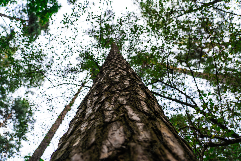 Naklejka premium A forest with tall trees. Pine tree view from bottom to top
