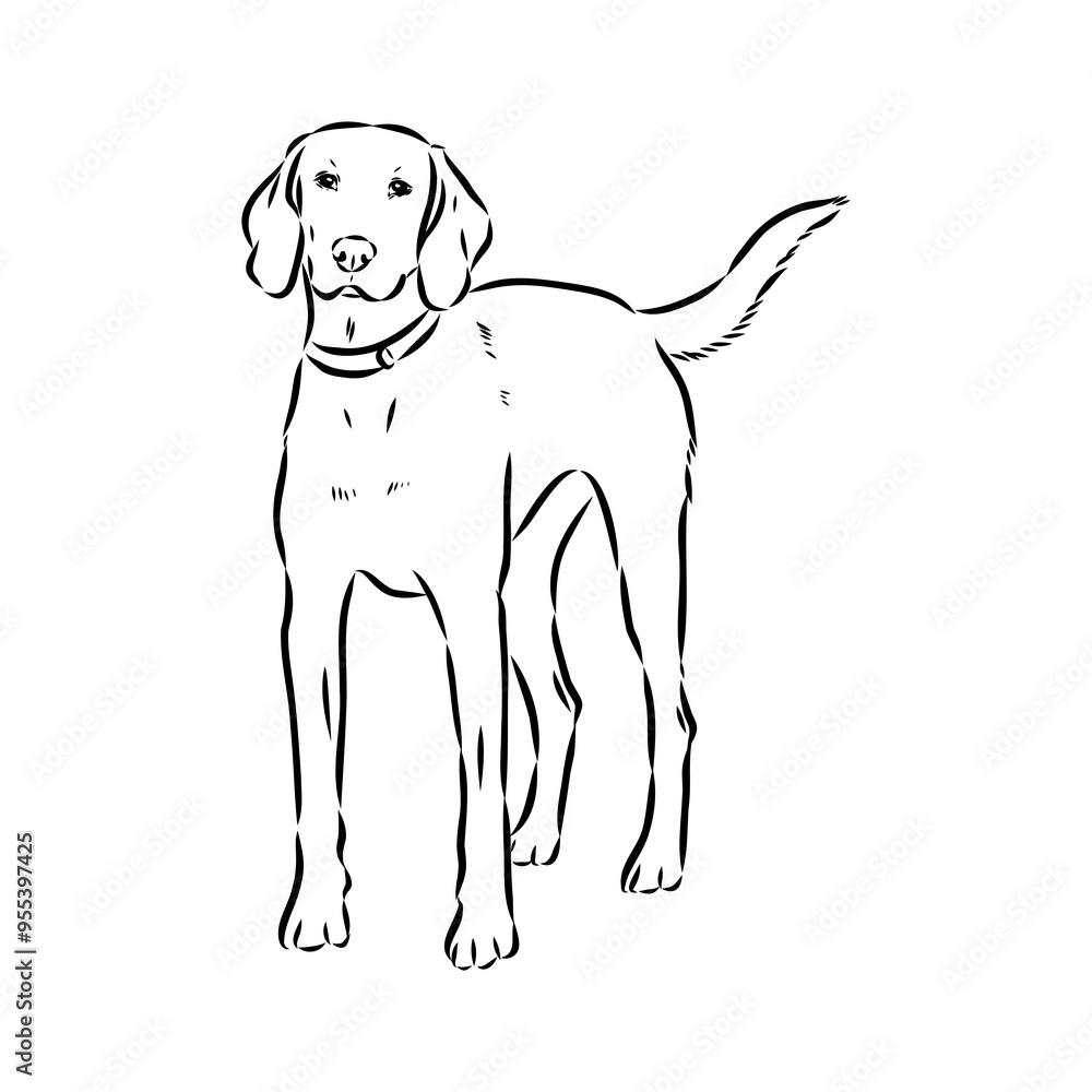 Fototapeta premium Happy American Foxhound peeking dog. Foxhound portrait. Black and white vector illustration.