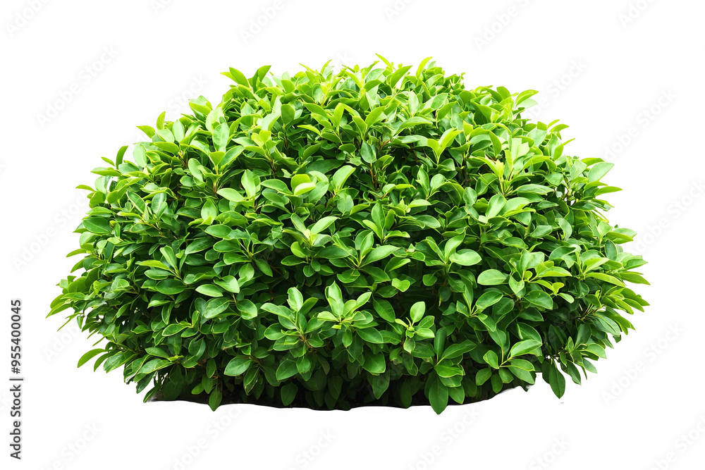 Fototapeta premium Lush, green bush with small, vibrant leaves, isolated on a white transparent background.