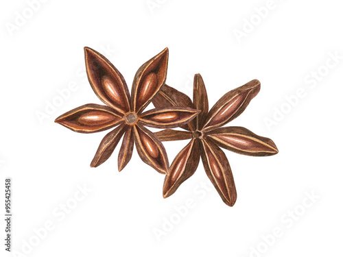 Canvastavla Two Star Anise seeds watercolor botanical illustration