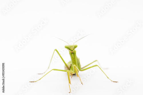 praying mantis isolated on white