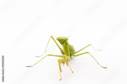 praying mantis isolated on white background
