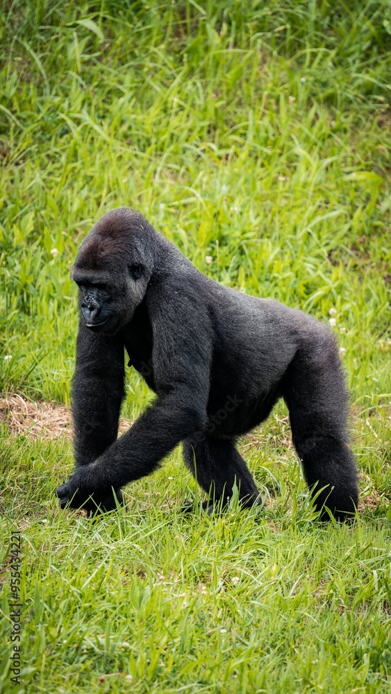 Plains gorilla enjoying its natural habitat Plains gorilla enjoying its natural habitat