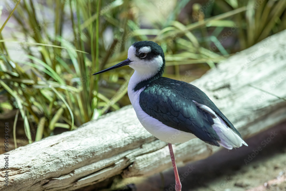 A close-up shot of a black-necked stilt, a wading bird with long legs and black-and-white plumage, standing on one leg near a log, with tall grass in the background. A close-up shot of a black-necked stilt, a wading bird with long legs and black-and-white plumage, standing on one leg near a log, with tall grass in the background.