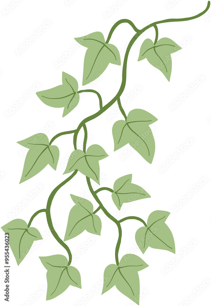 Obraz premium ivy plant drawing illustration.