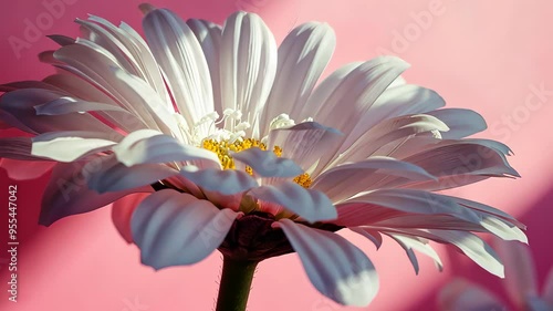 White flower against pink background, close-up view. Nature beauty and delicate concept