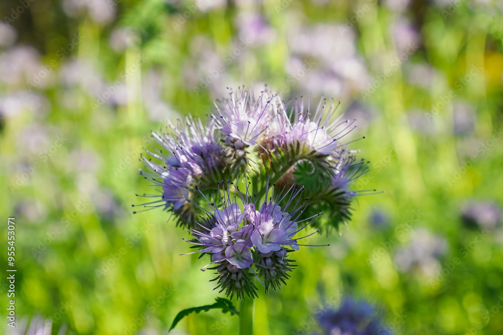 Phacelia. Flowers. The purple flower of the Aquarius family. A flowering plant. Nature. Phacelia. Flowers. The purple flower of the Aquarius family. A flowering plant. Nature.