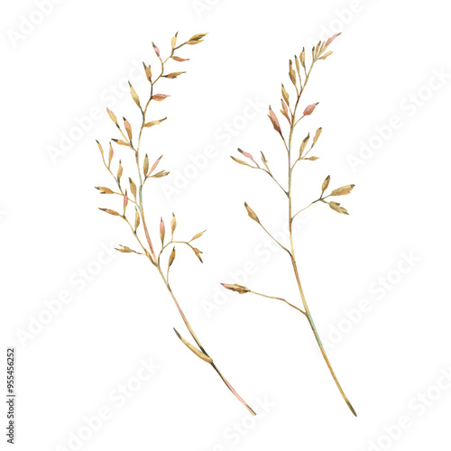 Poa pratensis two branches in ochre brown, pink and turquoise wild meadow dried flowers. Watercolor botanical illustration hand drawn. Set of elements isolated from background