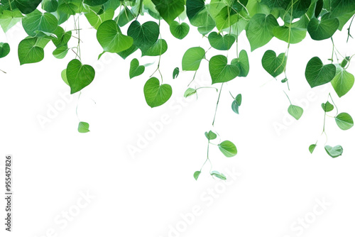 PNG Green leaves backgrounds plant leaf.