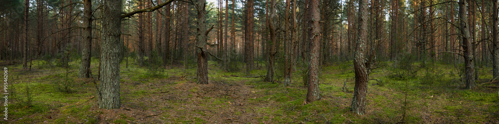 summer pine mossy forest with old trees in the foreground. widescreen panoramic side view summer pine mossy forest with old trees in the foreground. widescreen panoramic side view