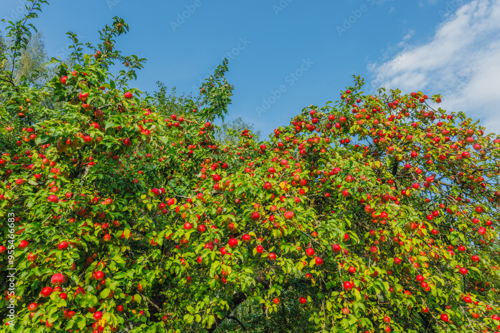 A Lush Apple Tree is Bursting with Juicy Ripe Red Apples Under the Clear Blue Sky Outdoors A Lush Apple Tree is Bursting with Juicy Ripe Red Apples Under the Clear Blue Sky Outdoors
