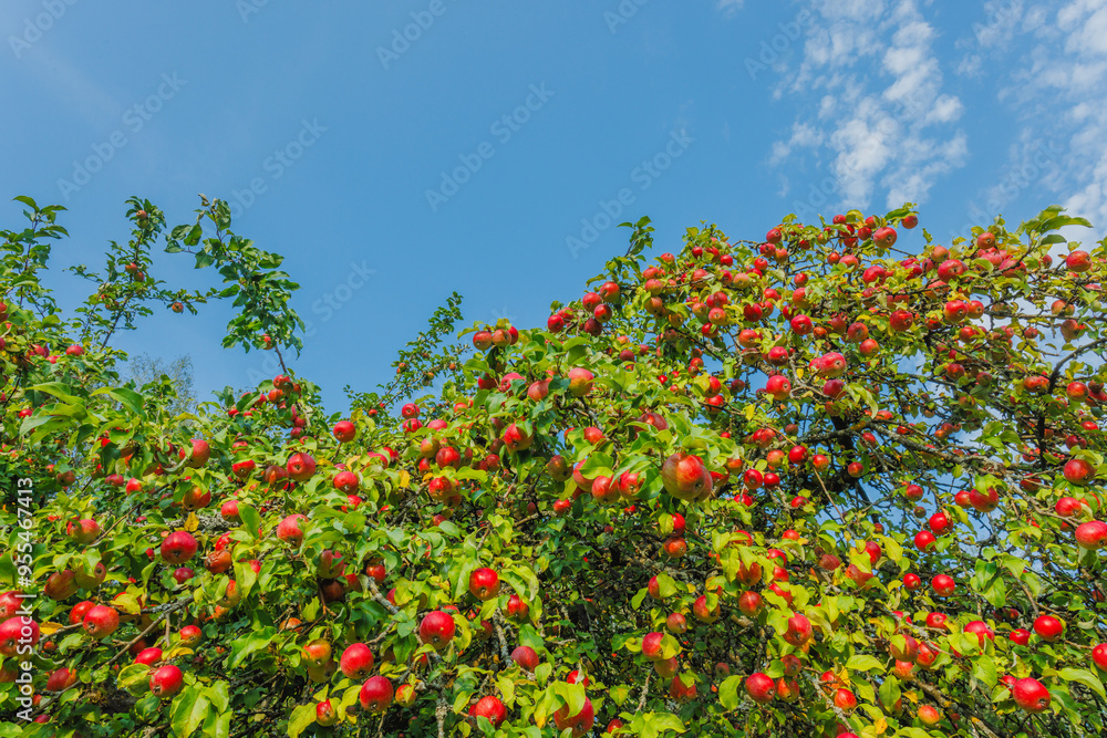 A Lush Apple Tree is Bursting with Juicy Ripe Red Apples Under the Clear Blue Sky Outdoors A Lush Apple Tree is Bursting with Juicy Ripe Red Apples Under the Clear Blue Sky Outdoors
