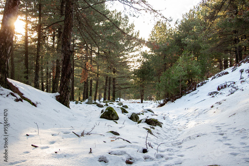Winter landscape in the forest at sunset. The first snow in the forest. Footprints in the snow in a pine forest. Snowy winter forest with snow covered trees and rays of sun