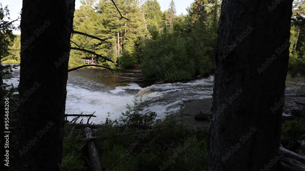 Dolly shot through trees with water flowing through forest