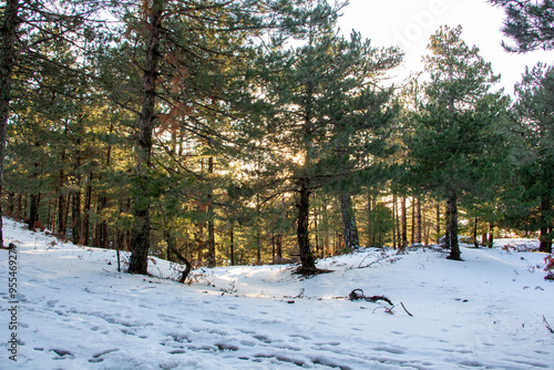Winter landscape in the forest at sunset. The first snow in the forest. Footprints in the snow in a pine forest. Snowy winter forest with snow covered trees and rays of sun