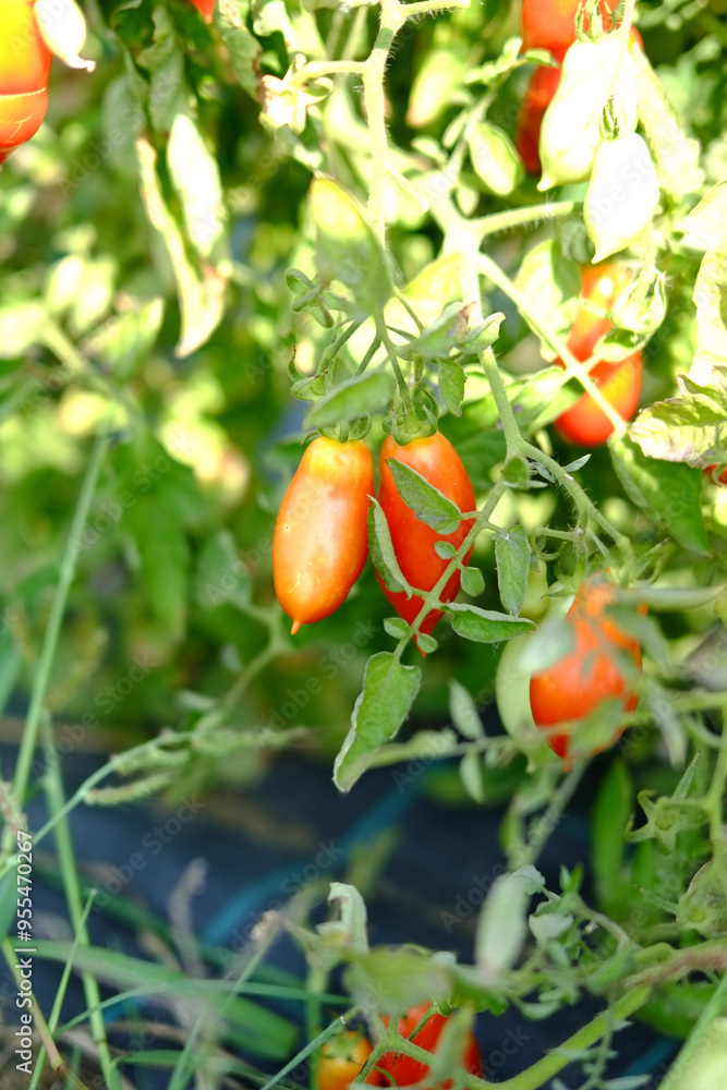 Ripe roma tomatoes growing on the vine in summer garden Ripe roma tomatoes growing on the vine in summer garden