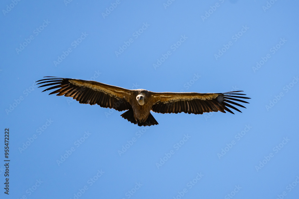 Fototapeta premium vulture in flight