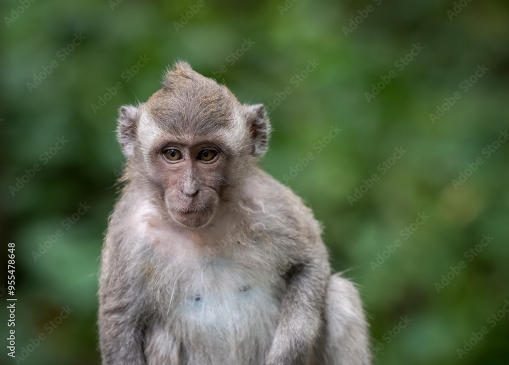 Balinese Long Tailed Macaque Monkey Balinese Long Tailed Macaque Monkey