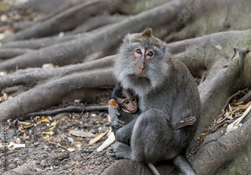 Balinese Long Tailed Macaque Monkey photo