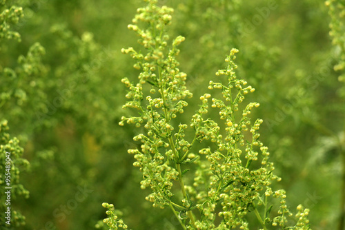 Annual wormwood (Artemisia annua) grows in nature photo