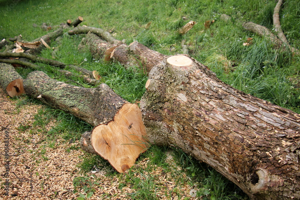 Fototapeta premium firewood prepared for heating the house in winter.