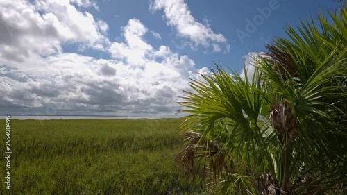 Palmetto bush by the marsh 4k photo