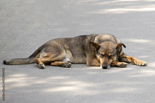 A Beautiful Yard Dog Sleeping in the Road