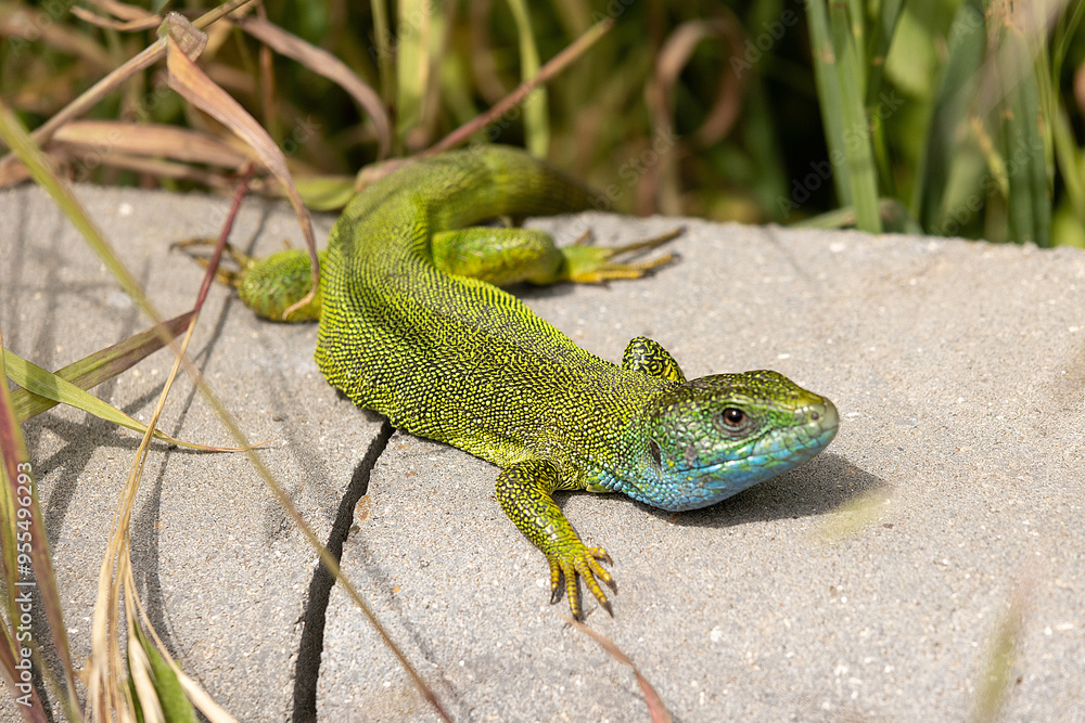 A Beautiful Lizard Basking in the Sun