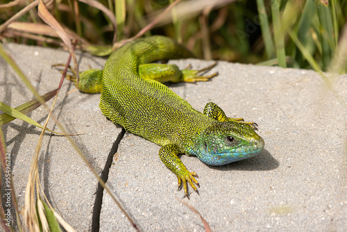 Obraz na płótnie A Beautiful Lizard Basking in the Sun w salonie