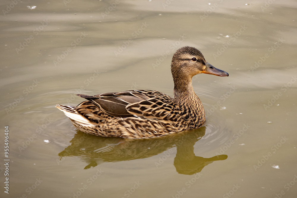 Mallard Duck Swimming in the Lake