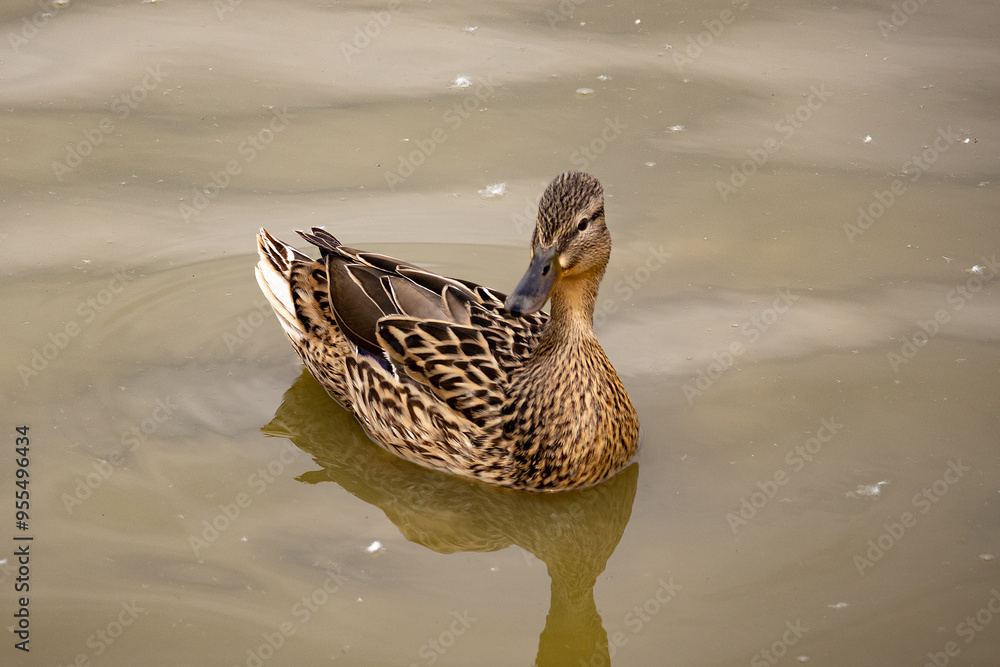 Mallard Duck Swimming in the Lake