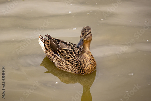 Mallard Duck Swimming in the Lake