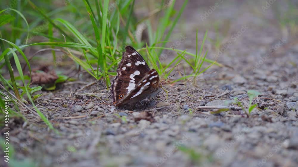 Butterfly Walking on the Road, Apatura iris, the purple emperor Butterfly Walking on the Road, Apatura iris, the purple emperor
