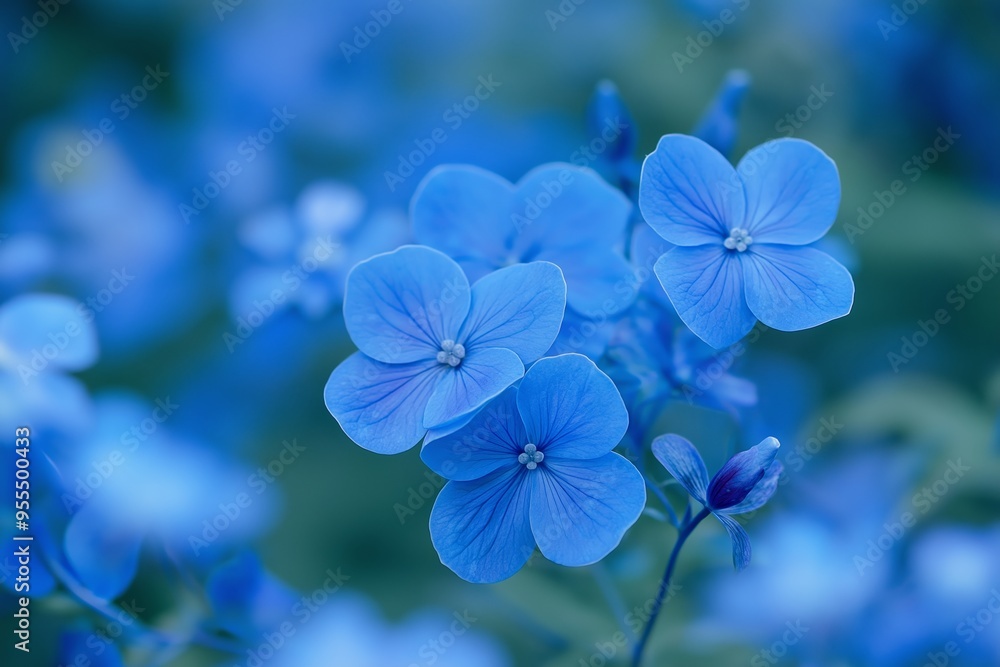 A cluster of vivid blue flowers in full bloom, showcasing the intense beauty and simplicity of natural floral arrangements. A cluster of vivid blue flowers in full bloom, showcasing the intense beauty and simplicity of natural floral arrangements.