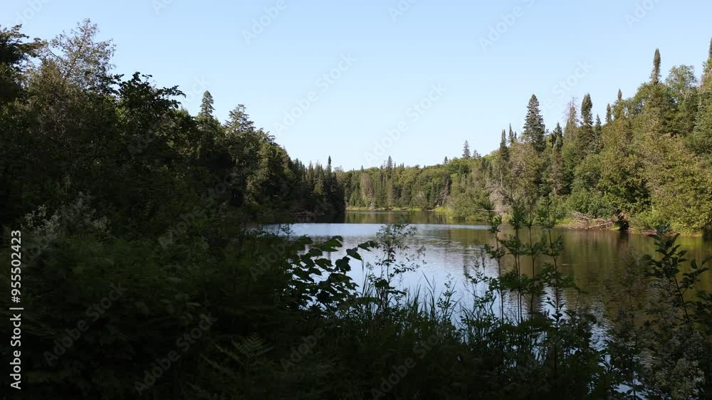 Calm stream of water flowing in a forest Calm stream of water flowing in a forest