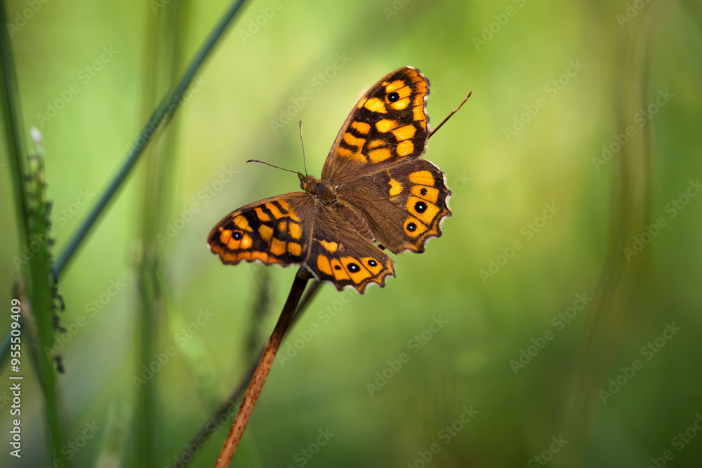 Pararge aegeria. Butterfly in its natural environment. Pararge aegeria. Butterfly in its natural environment.