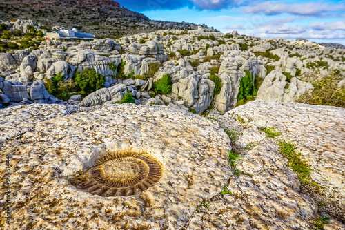 Fossilized ammonite on a rock in Torcal de Antequera