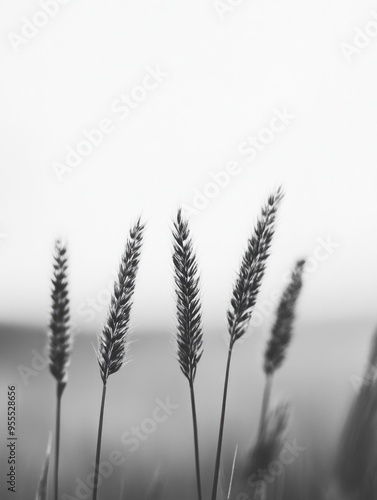 Secluded Field: Serene, Grassy Landscape with Stacked Corn