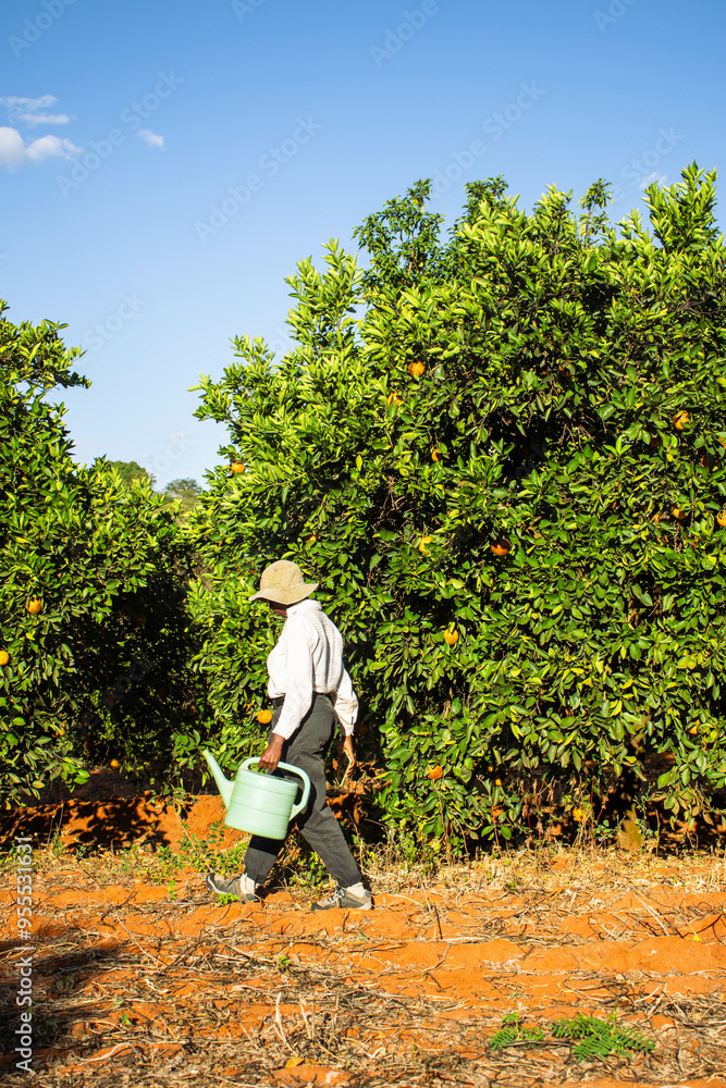 Fototapeta premium A young black woman harvesting oranges in an orchard