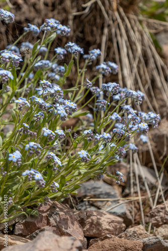 Blue wildflowers - forget-me-nots bloom