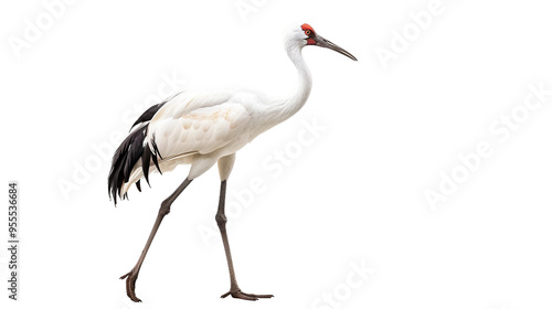 Siberian Crane Isolated Transparent Background Studio Focus Detailed photo