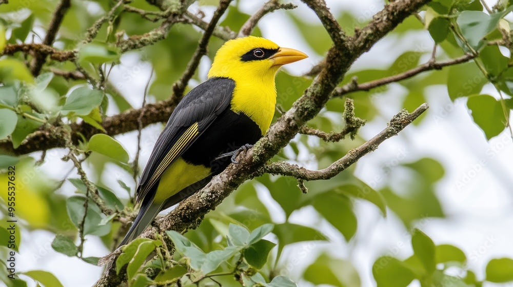 Naklejka premium A striking blue-crested blackbird rests atop a tree trunk, surrounded by lush greenery in a vibrant tropical rainforest, showcasing the beauty of wildlife in its natural habitat