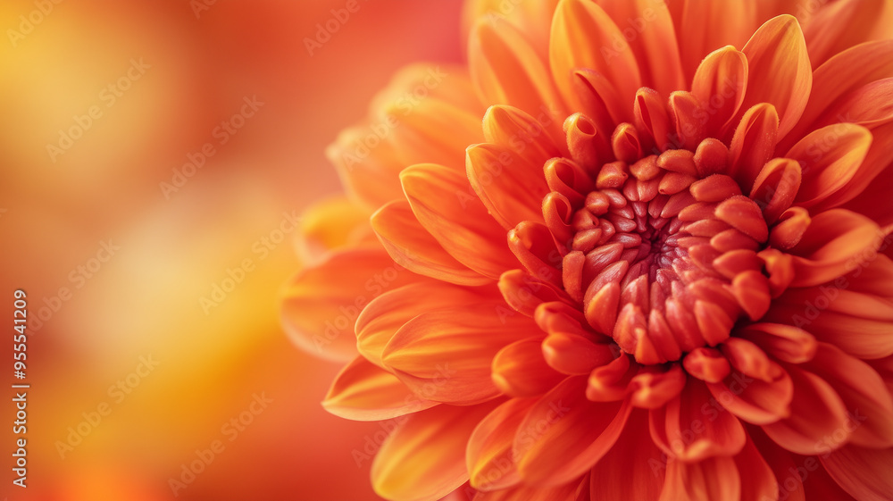 copy space, stockphoto, close up of a chrysanthemum, poster for all saint’s day or All Souls' Day. Remerber passed away family, friends, people. Background with copy space. copy space, stockphoto, close up of a chrysanthemum, poster for all saint’s day or All Souls' Day. Remerber passed away family, friends, people. Background with copy space.