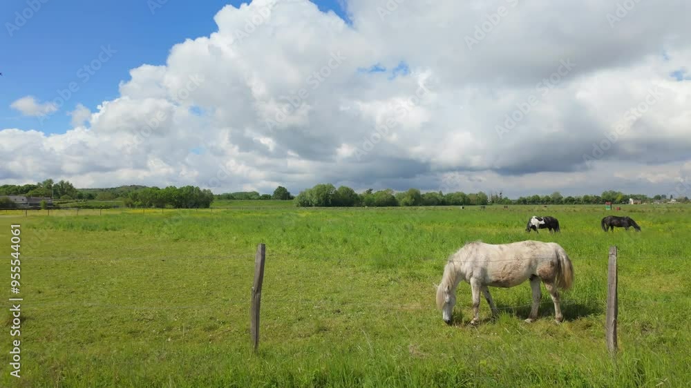 Riding by Horses in Field on Sunny Day Riding by Horses in Field on Sunny Day