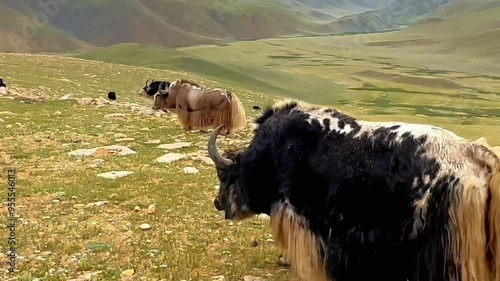 yaks, grazing, high-altitude, pasture, hills, long hair, shaggy animals, nature, wildlife, outdoor, natural habitat, steppe, travel, adventure, ecosystem photo