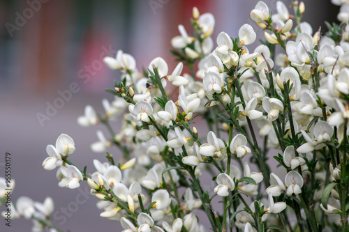 Obraz na płótnie Cytisus scoparius scotch broom ornamental flowers in bloom, bright white color flowering plant w salonie