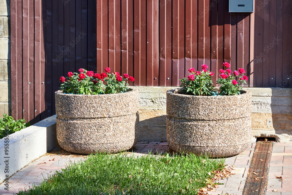 Φωτογραφία outdoor, gardening, decor, travel, rose, garden, flowerpot, flower, leaf, nature