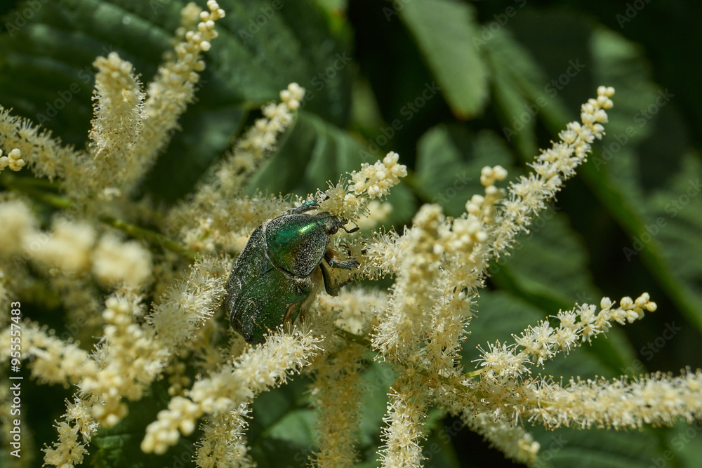 The golden bronze beetle (lat. Cetonia aurata) crawls through the inflorescences of plants in the garden. The golden bronze beetle (lat. Cetonia aurata) crawls through the inflorescences of plants in the garden.